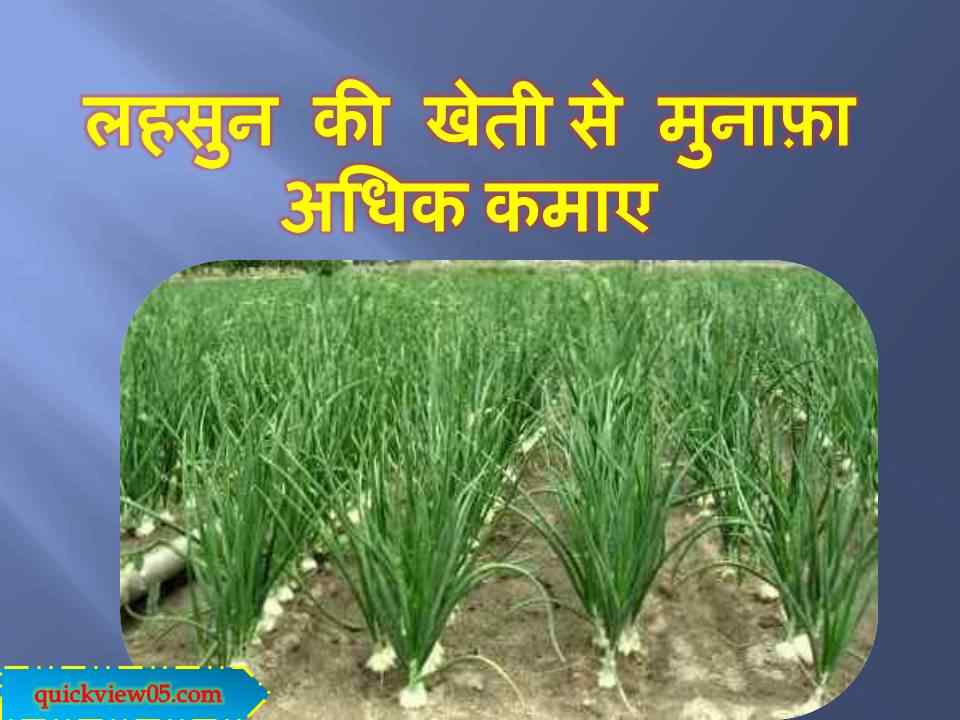 लहसुन की खेती से होगी अच्छी कमाई Garlic farming in Hindi Agriculture